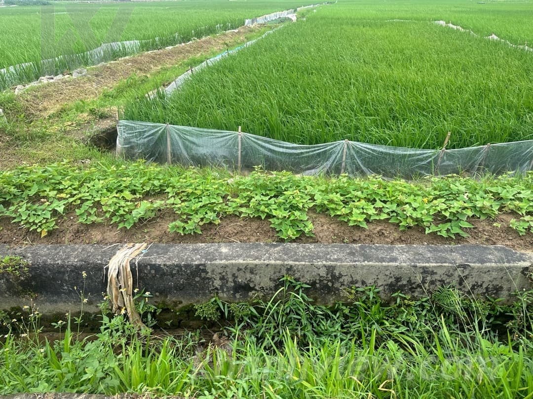Ảnh thực tế Thủy Nguyên 2