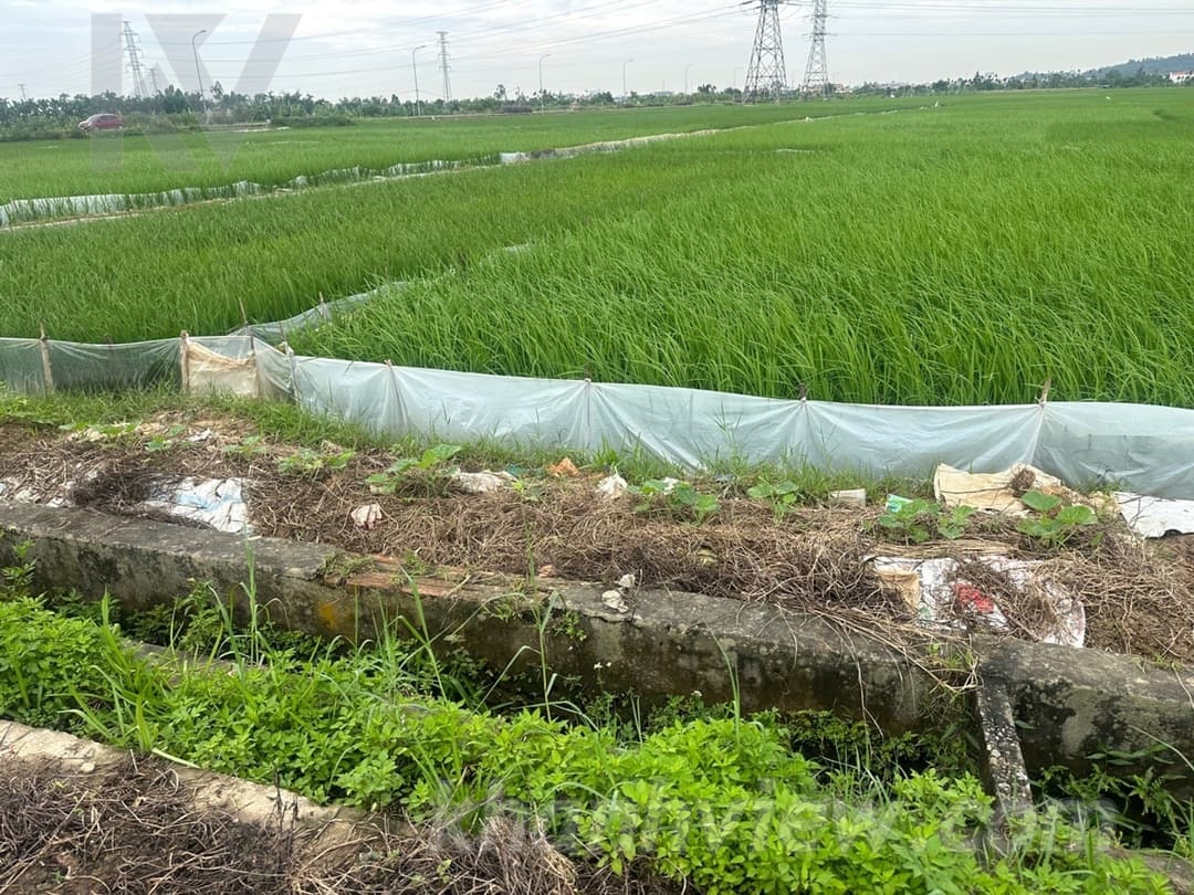 Ảnh thực tế Thủy Nguyên 4
