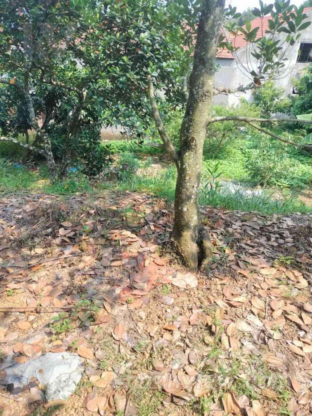 Đất Thủy Nguyên 5