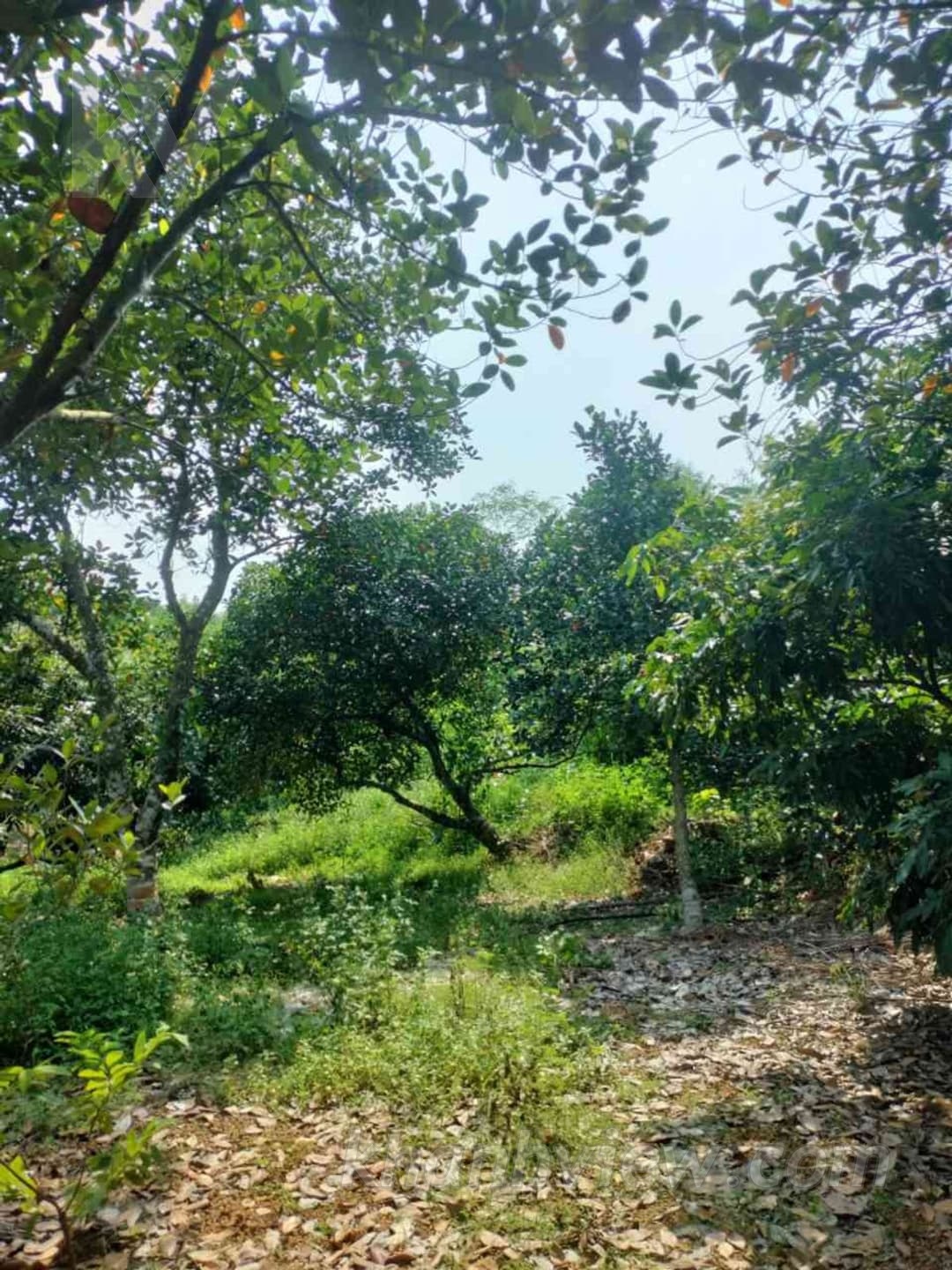Đất Thủy Nguyên 6