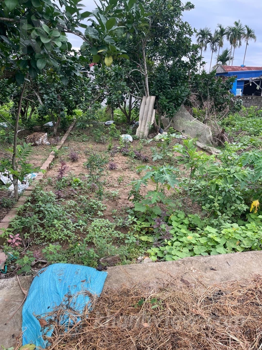 Thực tế lô đất Hầu Hoàng Lâm 3