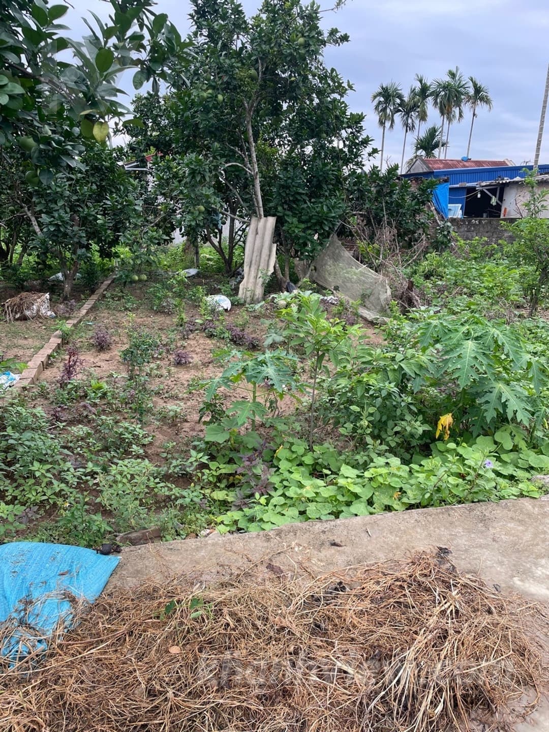 Thực tế lô đất Hầu Hoàng Lâm 4